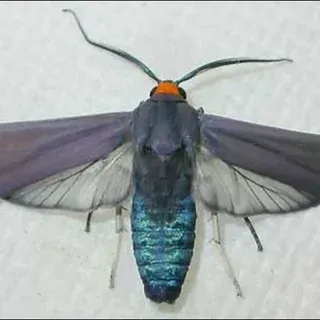 thumbnail for publication: Edwards Wasp Moth, Lymire edwardsii (Grote) (Insecta: Lepidoptera: Arctiidae: Ctenuchinae)